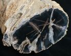 Polished Blue Forest Petrified Wood Limb (-/ lb) #9478-1